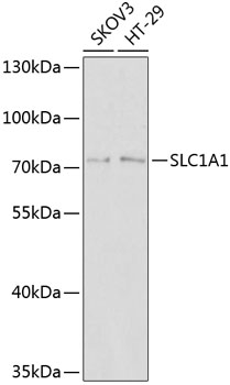 SLC1A1 Rabbit Polyclonal Antibody
