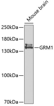 GRM1 antibody