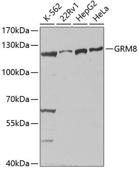 GRM8 antibody