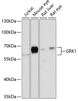 GRK1 antibody