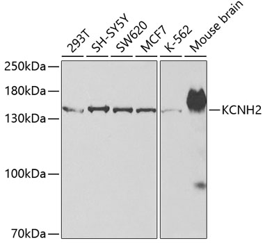 KCNH2 antibody