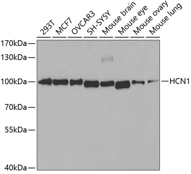 HCN1 antibody