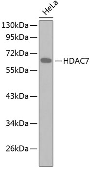 HDAC7 antibody