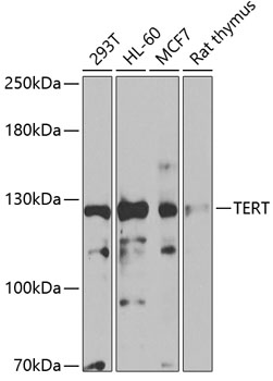 TERT antibody