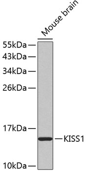 KISS1 antibody