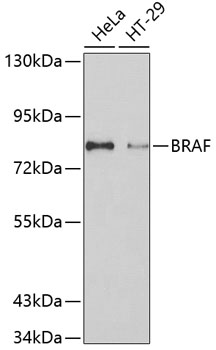 BRAF antibody
