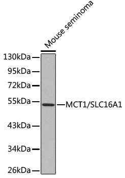 SLC16A1 antibody