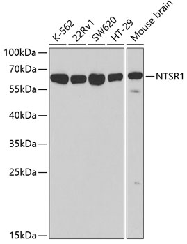 NTSR1 antibody