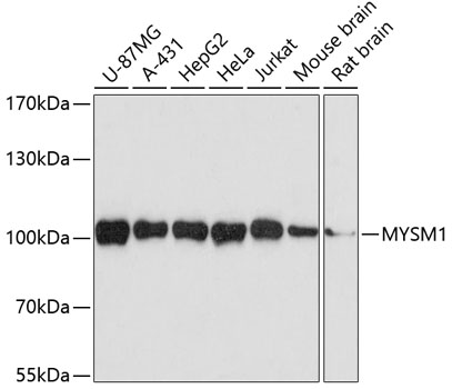 MYSM1 antibody