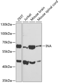 INA antibody