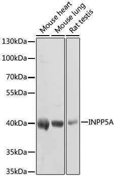 INPP5A Polyclonal Antibody