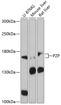 PZP Polyclonal Antibody