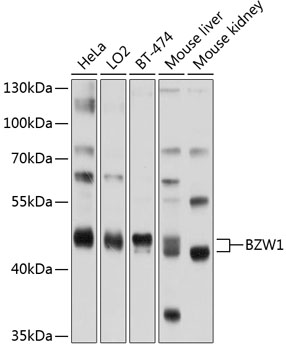 BZW1 Polyclonal Antibody