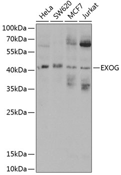 EXOG Polyclonal Antibody
