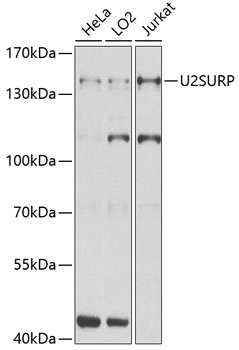 U2SURP Polyclonal Antibody