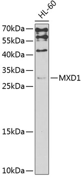 MXD1 Polyclonal Antibody