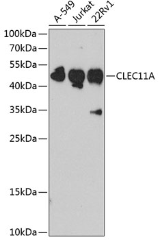CLEC11A Polyclonal Antibody
