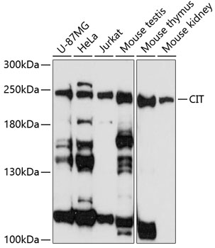 CIT Polyclonal Antibody