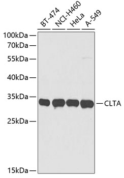 CLTA Polyclonal Antibody
