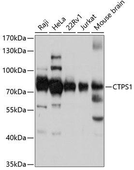 CTPS1 Polyclonal Antibody