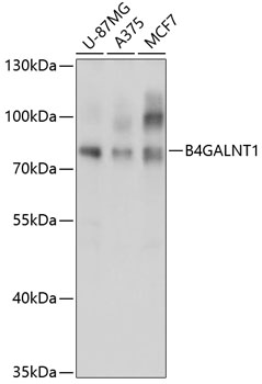 B4GALNT1 Rabbit Polyclonal Antibody