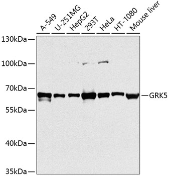 GRK5 Rabbit Polyclonal Antibody