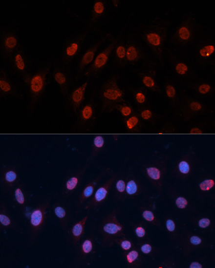 HNRNPU Rabbit Polyclonal Antibody