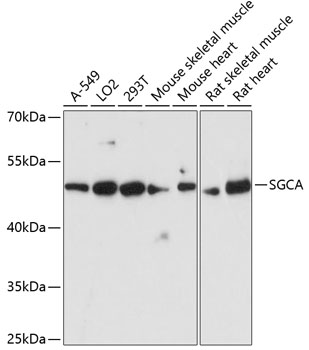 SGCA Rabbit Polyclonal Antibody