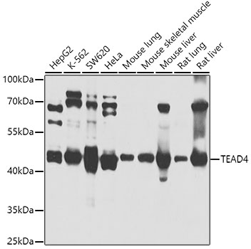 TEAD4 Polyclonal Antibody