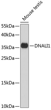 DNALI1 Polyclonal Antibody