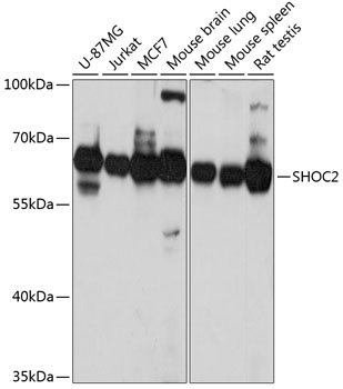 SHOC2 Polyclonal Antibody