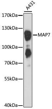 MAP7 Polyclonal Antibody