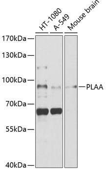 PLAA Polyclonal Antibody