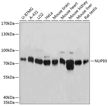 NUP93 Polyclonal Antibody