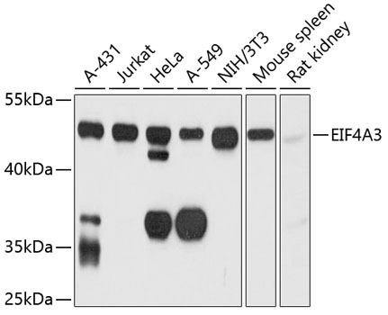 EIF4A3 Rabbit Polyclonal Antibody