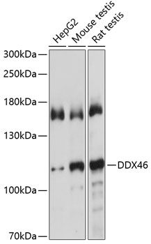 DDX46 Polyclonal Antibody