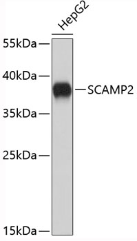 SCAMP2 Polyclonal Antibody