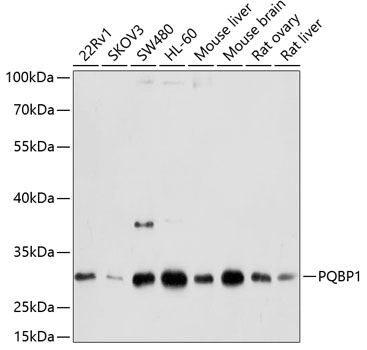 PQBP1 Polyclonal Antibody