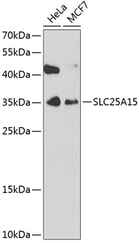 SLC25A15 Polyclonal Antibody