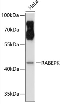 RABEPK Polyclonal Antibody