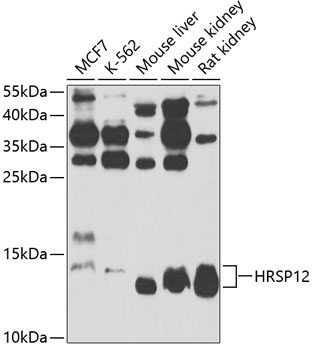 HRSP12 Polyclonal Antibody