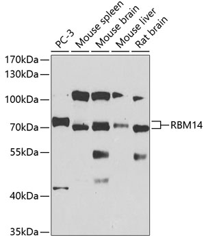 RBM14 Polyclonal Antibody