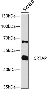 CRTAP Polyclonal Antibody