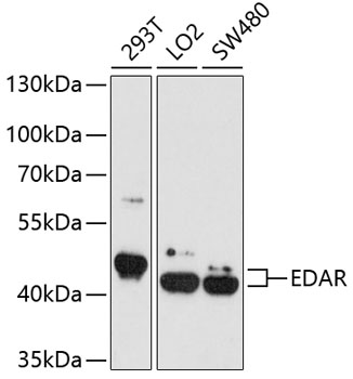 EDAR Rabbit Polyclonal Antibody