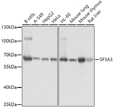 SF3A3 Rabbit Polyclonal Antibody