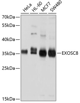 EXOSC8 Polyclonal Antibody