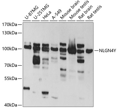 NLGN4Y Polyclonal Antibody