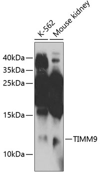 TIMM9 Polyclonal Antibody