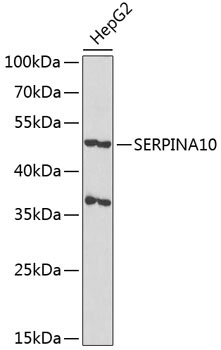 SERPINA10 Polyclonal Antibody