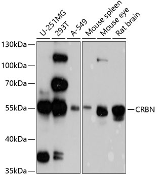 CRBN Polyclonal Antibody